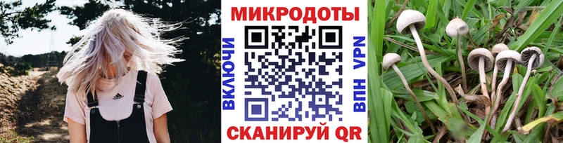 цена Карабаш Псилоцибиновые грибы мицелий